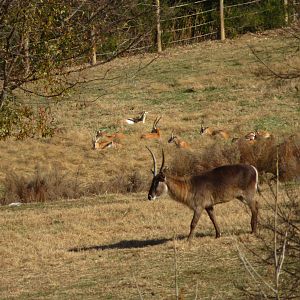 Waterbuck and Thomson's Gazelles
