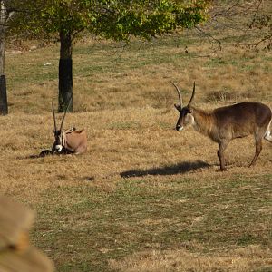 Waterbuck and Fringe-eared Oryx