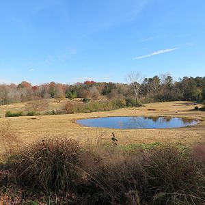 Part of Elephant Yard