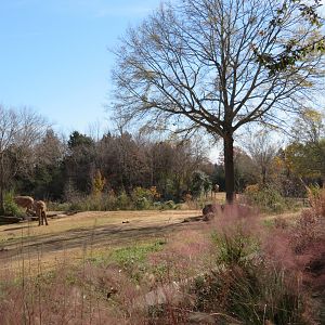 African Elephant Yard