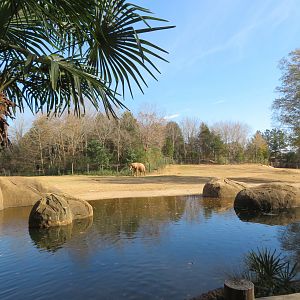African Elephant Yard