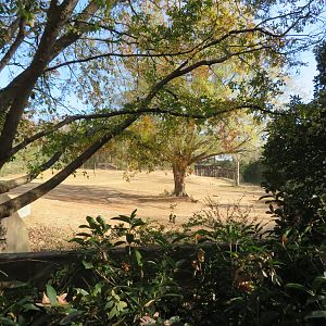 African Elephant Yard