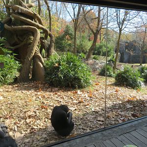 Chimpanzee Exhibit
