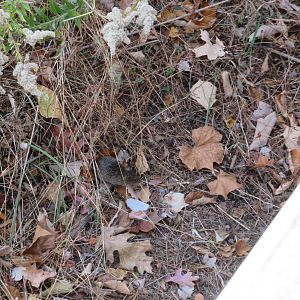 Hispid Cotton Rat (Wild)