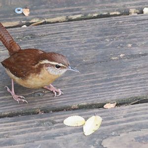 Carolina Wren (Wild)