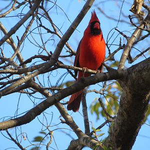 Northern Cardinal (Wild)