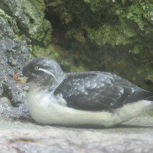 Parakeet Auklet
