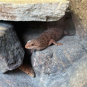 Pygmy Spiny-tailed Skink