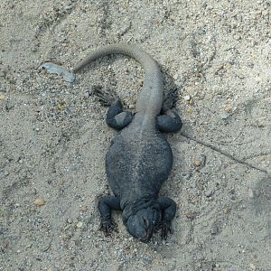 Common Chuckwalla