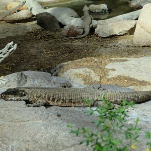 Giant Plated Lizard