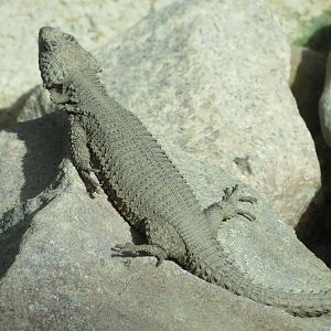 Gorongosa Girdled Lizard