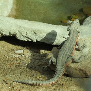 Gorongosa Girdled Lizard