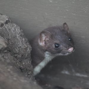 American Ermine