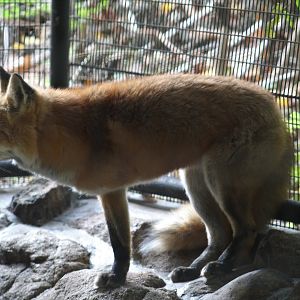 Three-Legged Red Fox