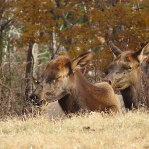 Elk