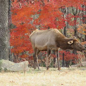 Elk