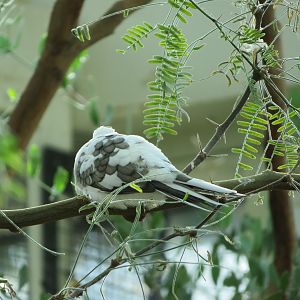 White-winged Dove