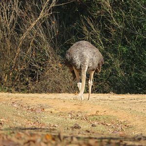 Ostrich with Head in Ground
