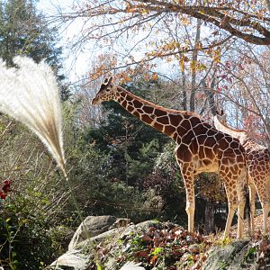 Miniature Giraffes or Giant Grass Stem?