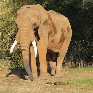African Elephant
