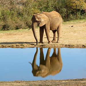 Elephant Reflection Pool