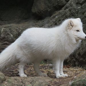 Arctic Fox