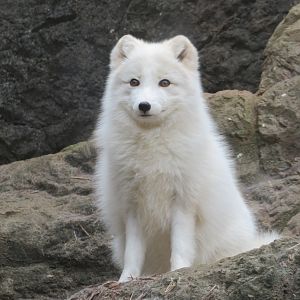 Arctic Fox