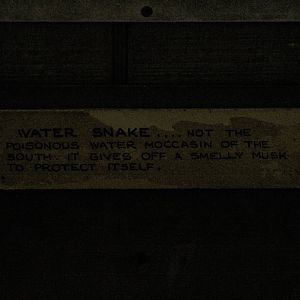Water Snake Sign