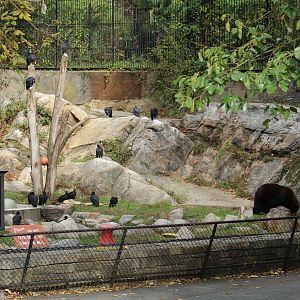 Black Bear Enclosure Part 1
