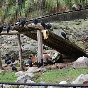 Black Bear Enclosure Part 2