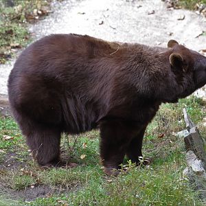 American Black Bear