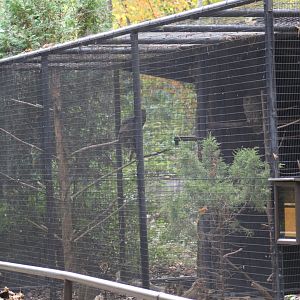 Owl Aviary