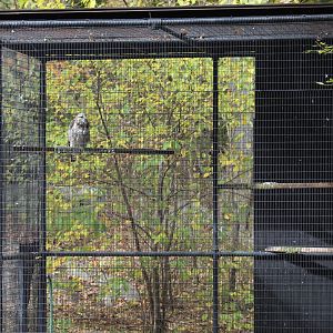 Rough-Legged Buzzard Aviary