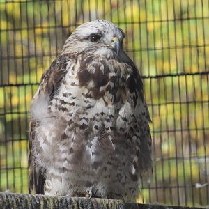 Rough-Legged Buzzard