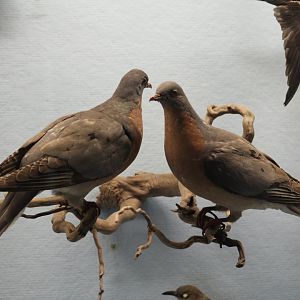 A Pair of Passenger Pigeons