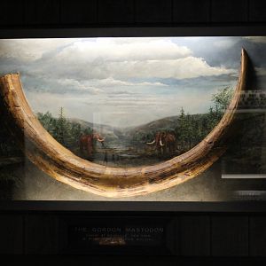 Mastodon Tusk