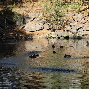 Waterfowl Pond
