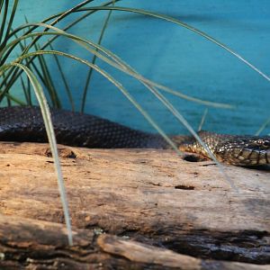 Norther Water Snake