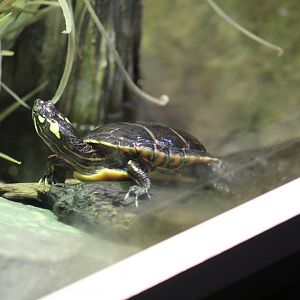 Eastern Painted Turtle