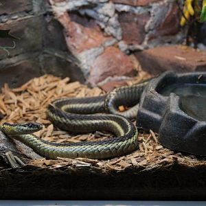 Eastern Garter Snake