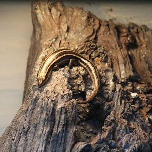 American Five-Lined Skink