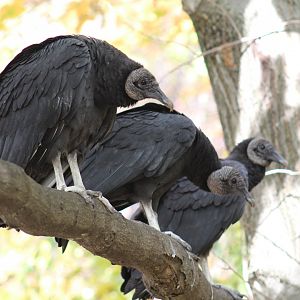 American Black Vultures
