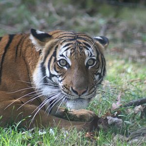 Malayan Tiger Profile