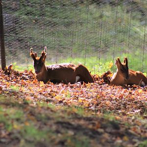 North Indian Muntjac