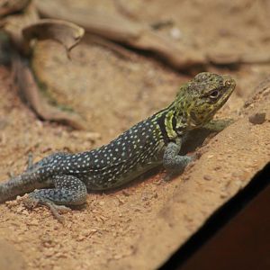 Eastern Collared Lizard