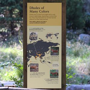 Dhole Pelage Sign