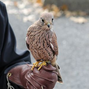 Eurasian Kestrel