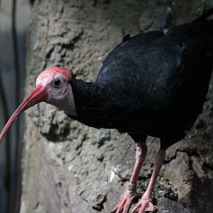 Southern Bald Ibis