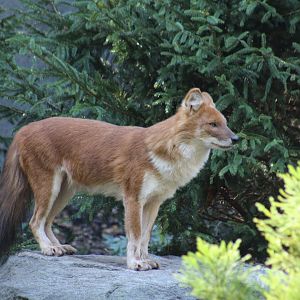 Dhole