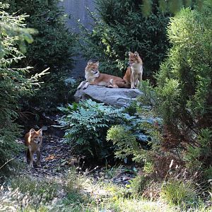 Dhole Trio